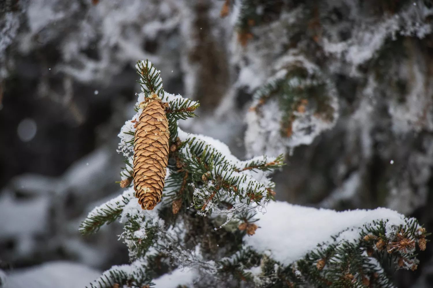 Preview of/gallery/12.webp