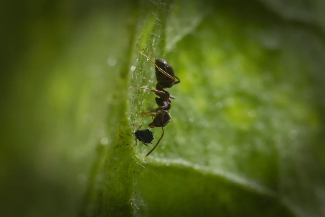 Preview of/gallery/24.webp