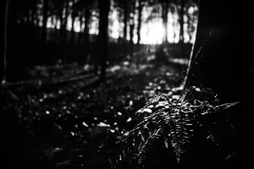 Dark feelings